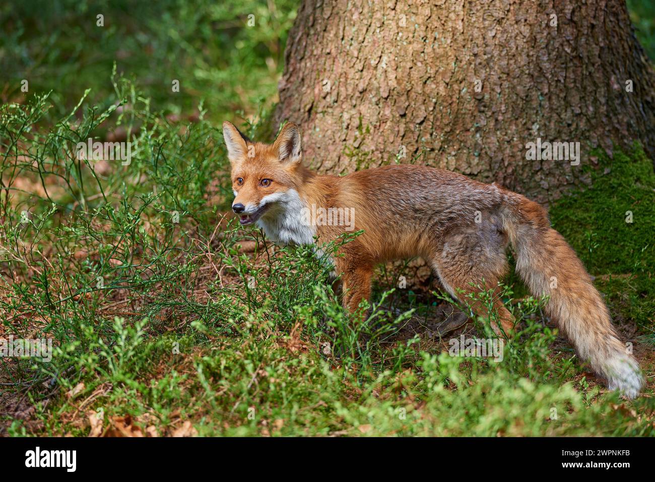 Rotfuchs (Vulpes vulpes), Wald, neugierig, sucht, rennt Stockfoto