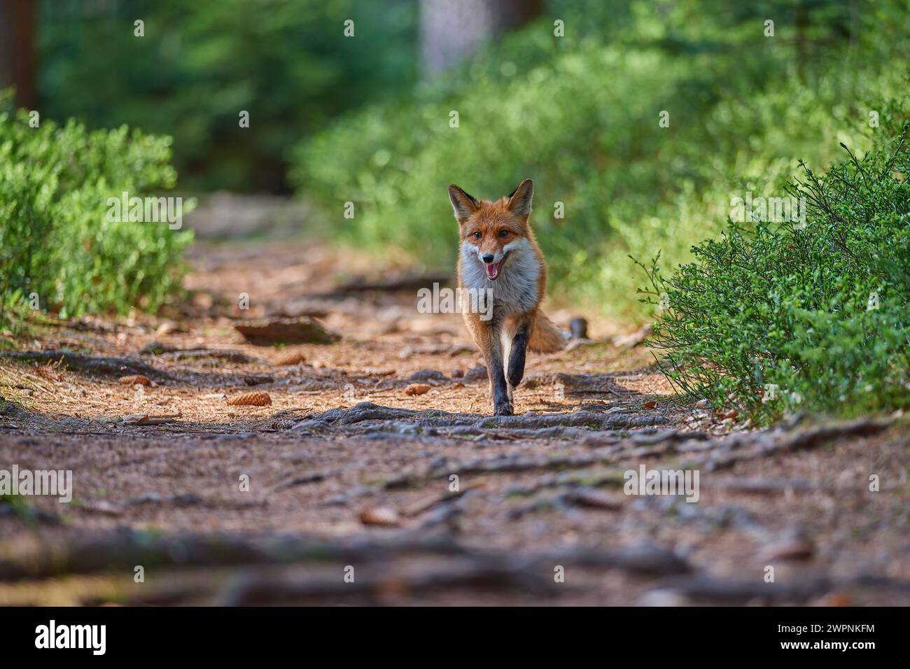 Rotfuchs (Vulpes vulpes), Wald, neugierig, sucht, rennt Stockfoto