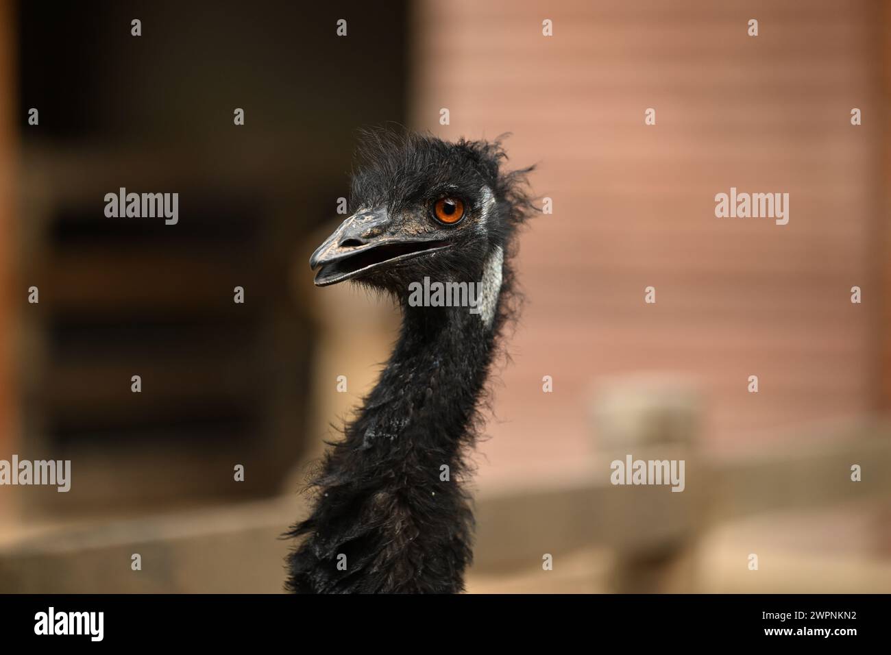 Schwarz-köpfige EM-Nahaufnahme Stockfoto