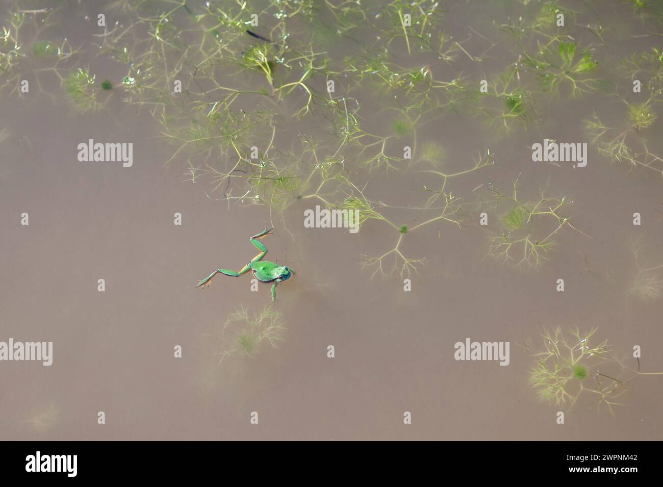 Kleiner europäischer Baumfrosch schwimmt auf der Oberfläche eines Teichs. Selektiver Fokus Stockfoto