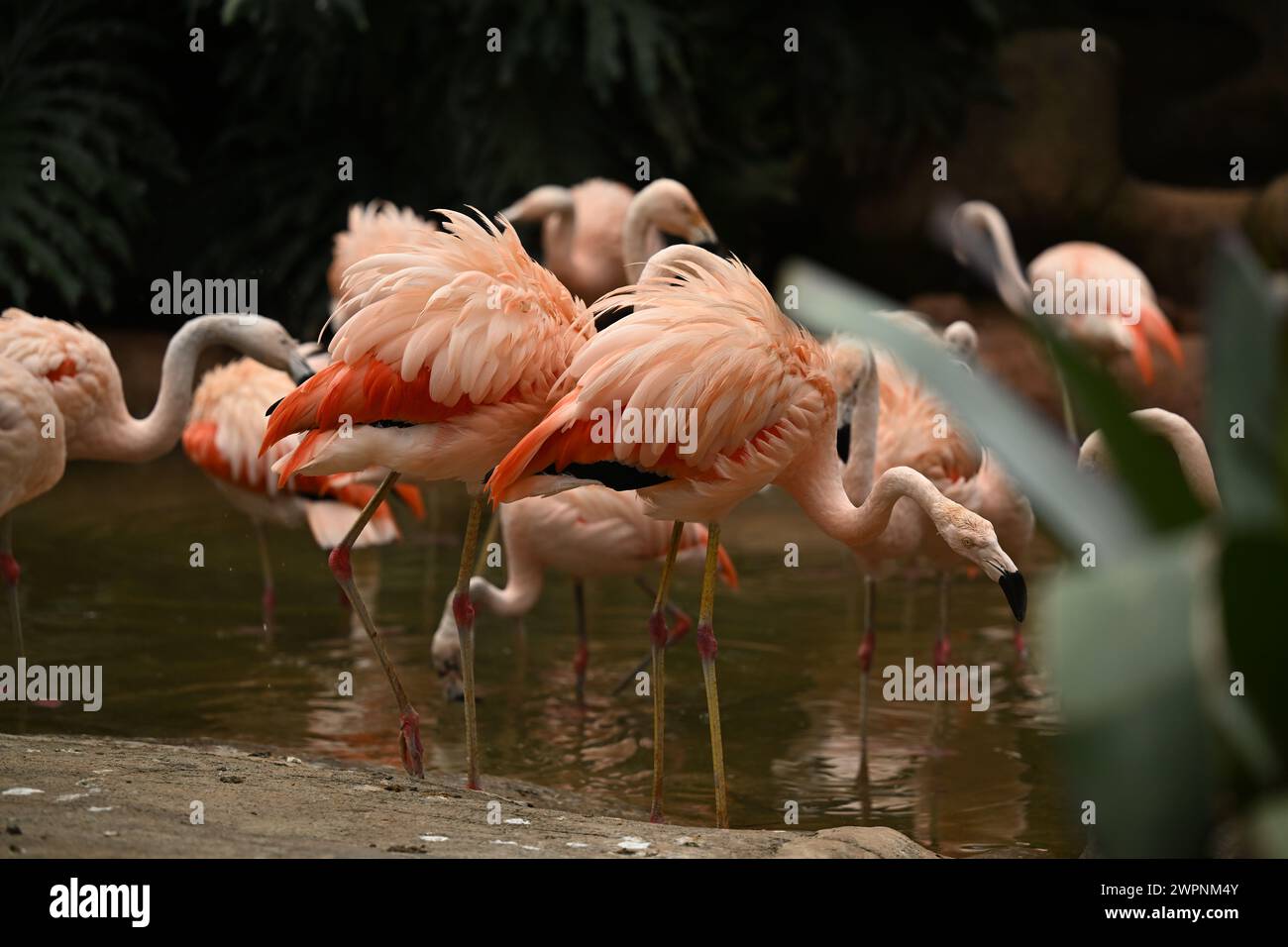Gruppe Flamingos in einem See Stockfoto