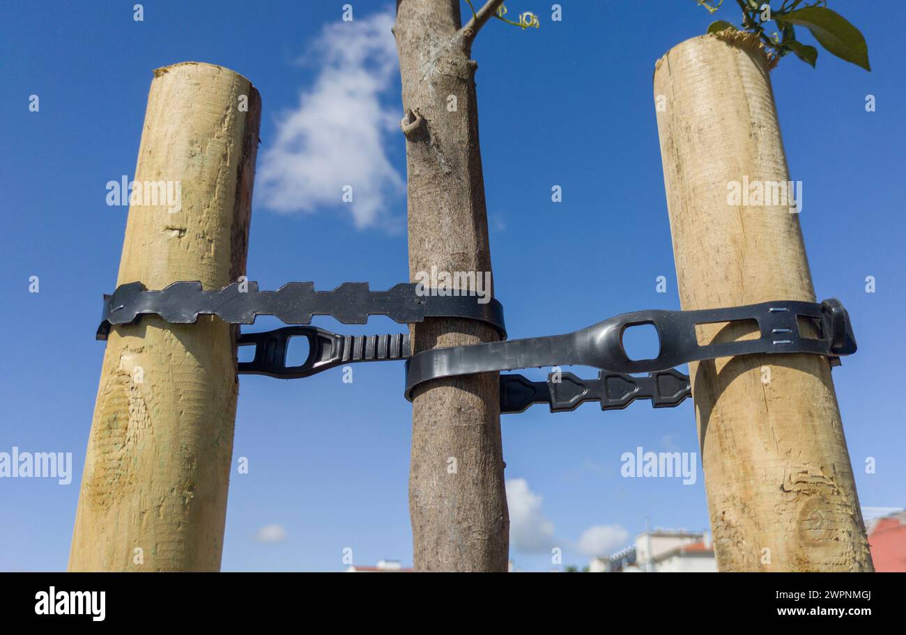 Junger Orangenbaum mit zwei Nischen und pvc-Gürtel. Blauer Himmel Stockfoto