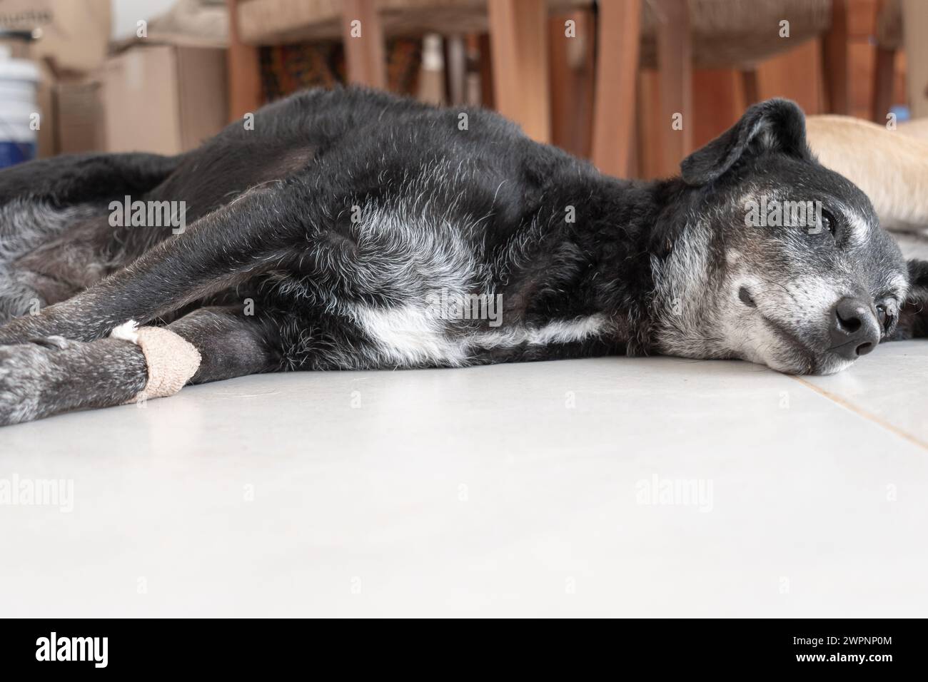 Ein alter schwarzer und grauer Hund liegt auf dem Boden mit einem Verband an der Pfote und erholt sich von der medizinischen Behandlung. Stockfoto