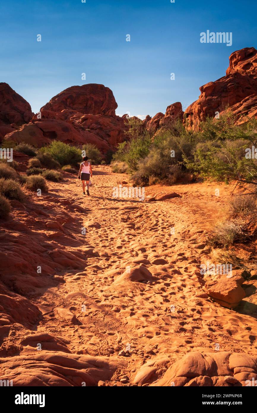 Eine Frau wandert auf einem Wanderweg im Valley of Fire State Park, Nevada, USA. Stockfoto