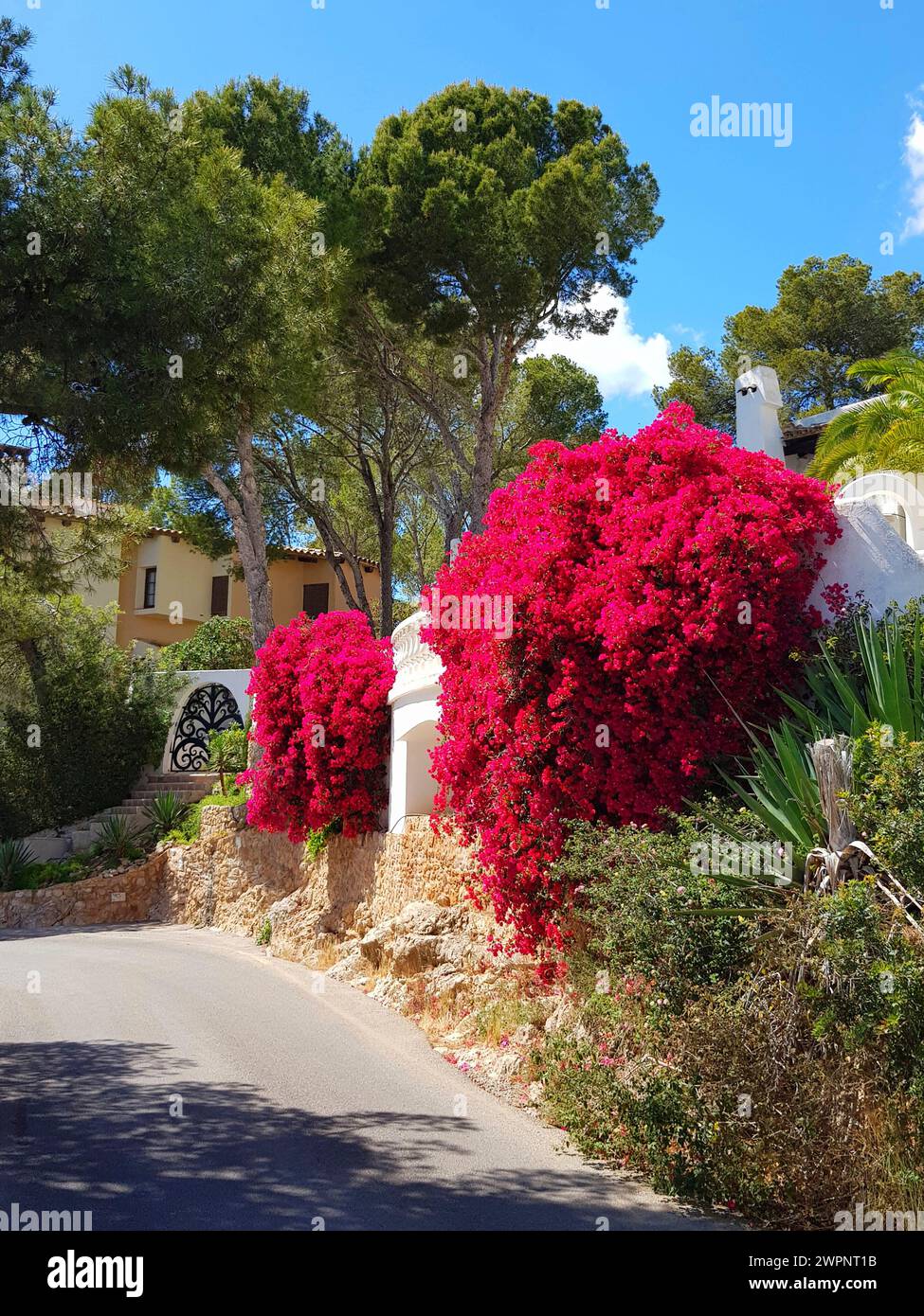 Mallorca, Cala Fornells, Straße, Bougainvillea, Häuser, Gartentor, Bäume, grüner Hang Stockfoto