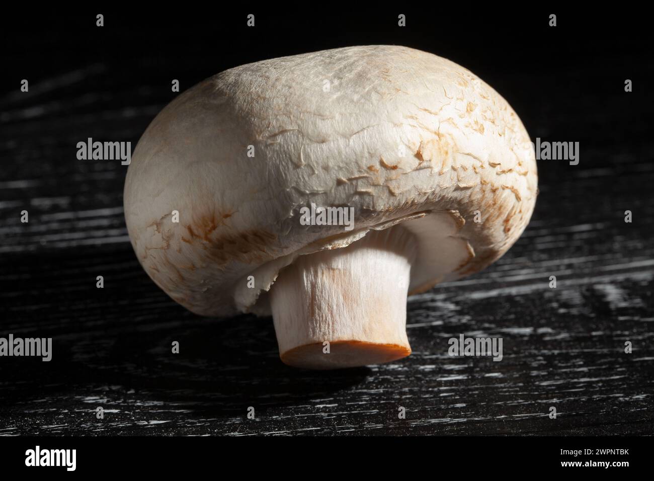 Pilz auf schwarzem Holzhintergrund Stockfoto