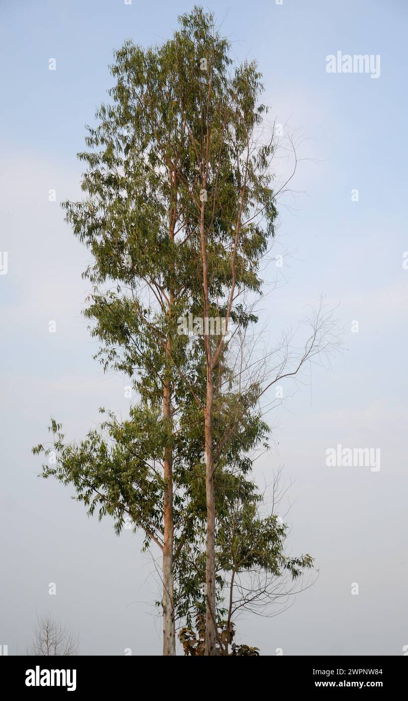Ein grüner hoher Baum Stockfoto