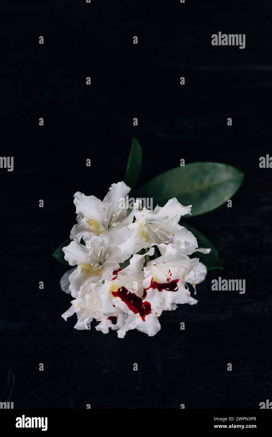 Weiße Rhododendron-Blüte mit roten Bluttropfen auf schwarzem Hintergrund Stockfoto