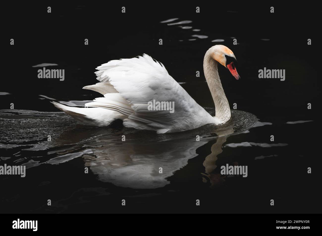 Einsamer Schwan mit Reflexion über das Schwarze Wasser des Bachtelsees bei Kaufbeuren im Ostallgäu, Allgäu, Bayern, Süddeutschland Stockfoto