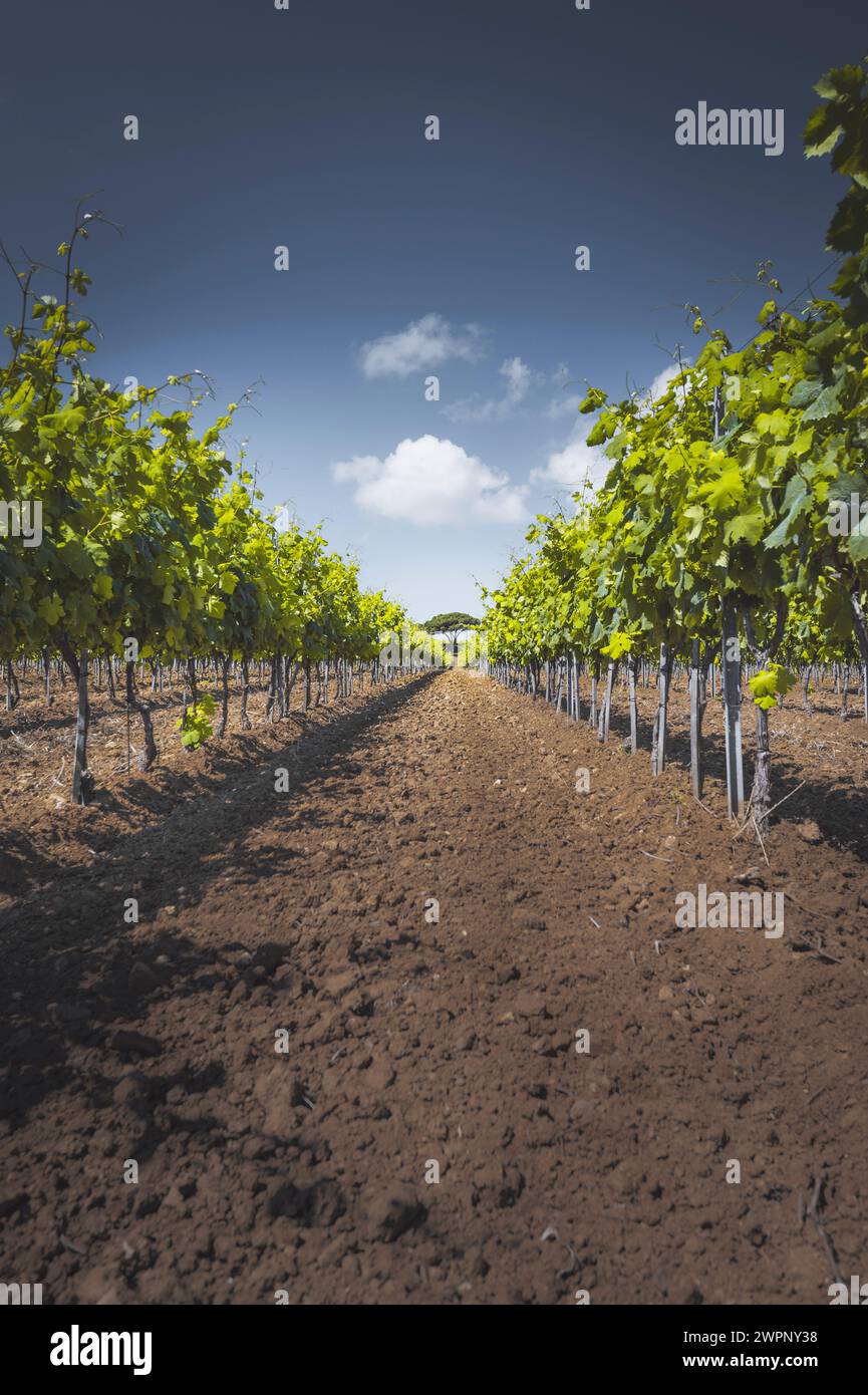 Blick auf einen Weinberg in der Nähe von Saint-Tropez an der Cote d'Azur, Südfrankreich, Frankreich. Eine Kiefer steht auf der Weinbergsreihe. Braune Erde im Vordergrund, blauer Himmel im Hintergrund Stockfoto