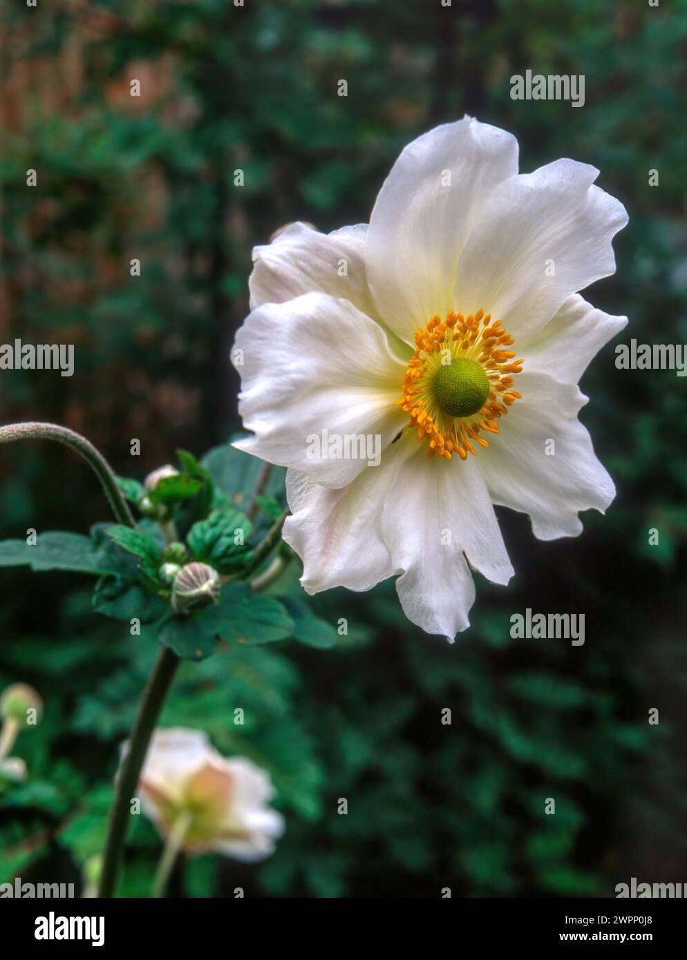 Großaufnahme einer einzigen weißen Anenome Japonica „White Queen“ Japanische Anenom Blume, die im englischen Garten im September in England wächst Stockfoto