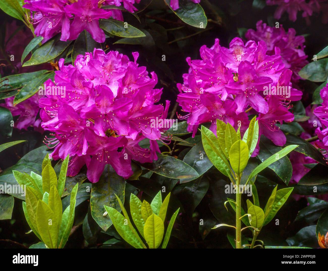 Nahaufnahme von zwei wunderschönen, tiefrosa Rhododendronblumen, England, Großbritannien Stockfoto