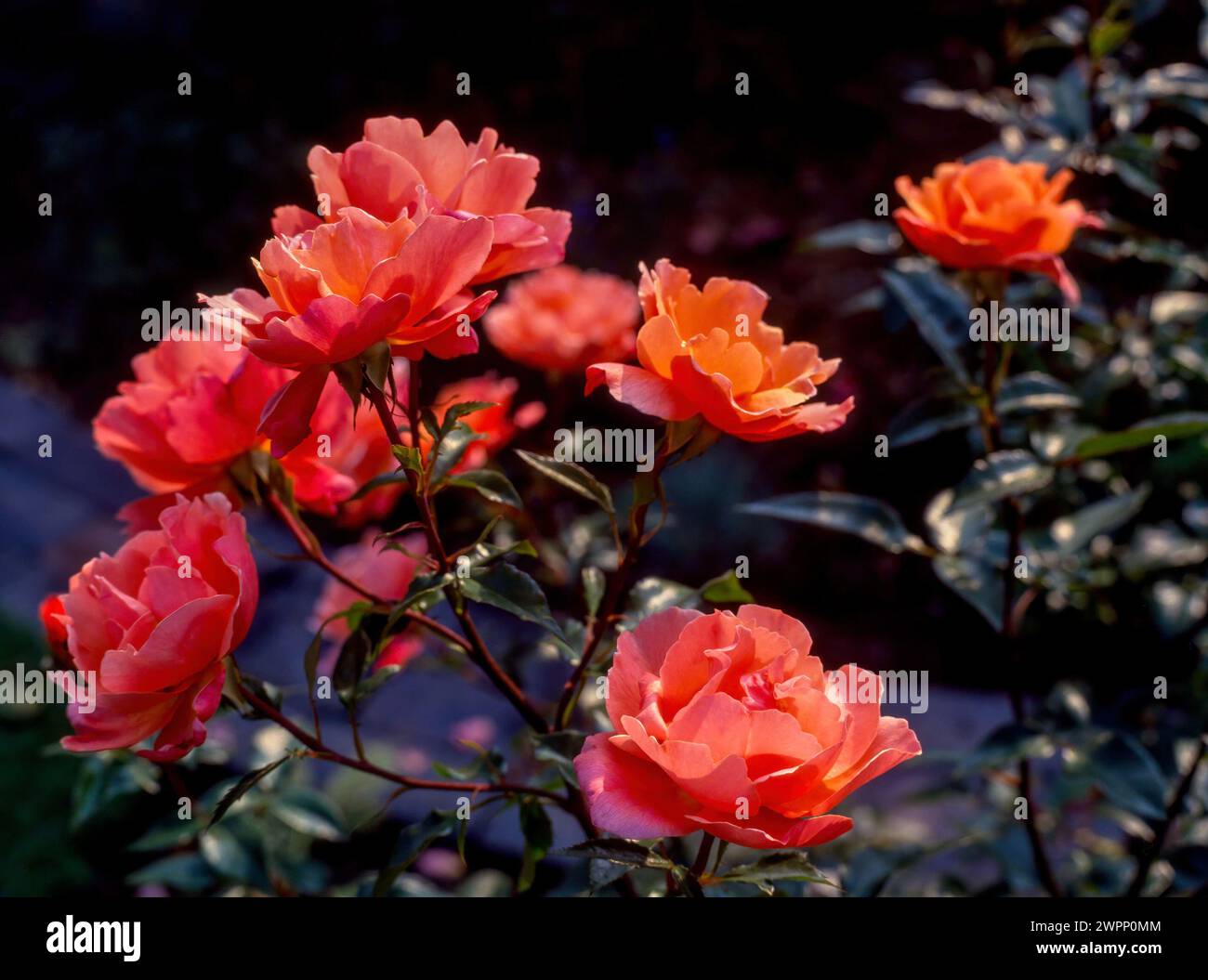 Rosa „Dufgrant Delight“ rosa, rote, orange Rosenblüten wachsen im englischen Garten, Großbritannien Stockfoto