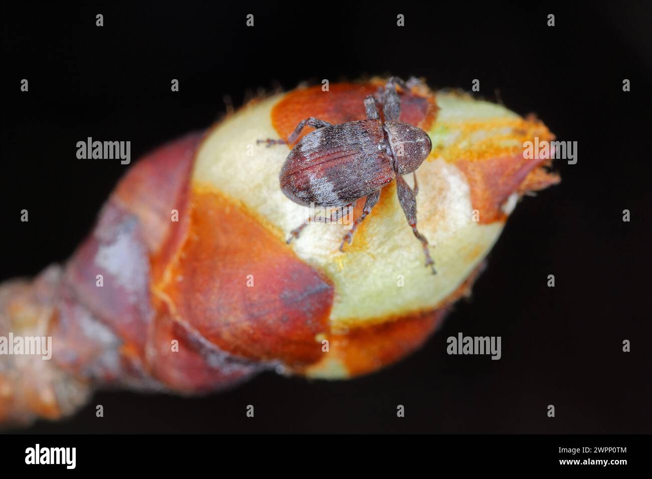 Birnenkäfer oder Birnenkäfer (Anthonomus piri). Eine Birnensäule, die Knospen zerstört. Ein Käfer, der in die Blütenknospen von Birnenbäumen beißt. Stockfoto