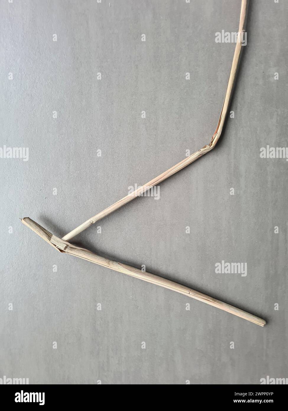 Der getrocknete Zweig wird gebogen und bildet eine abstrakte Linie Stockfoto
