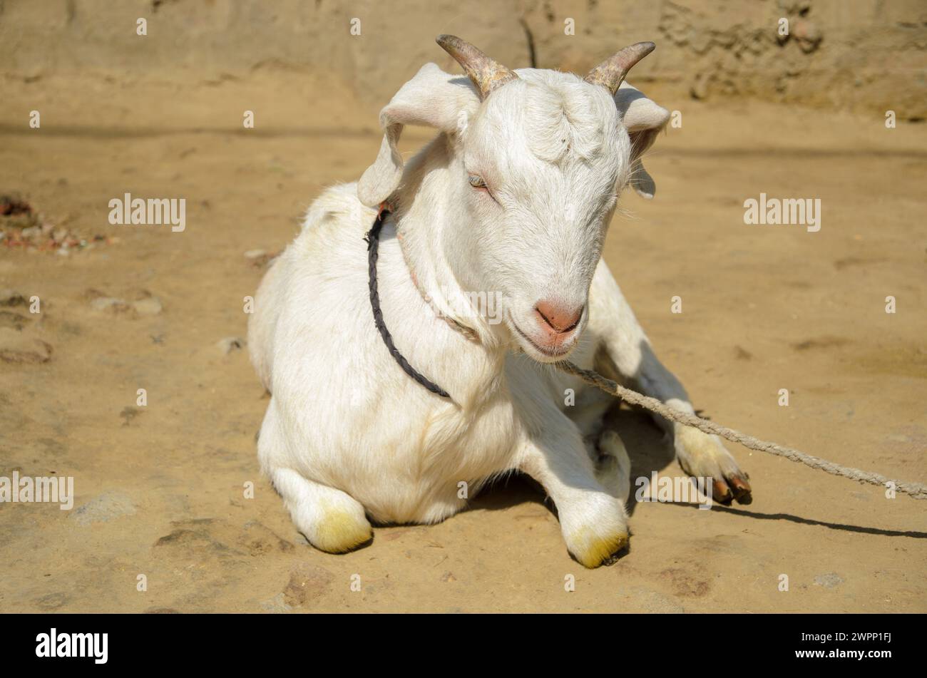 Das ist ein Indianer, den er Ziege, während er sich ausruhte Stockfoto