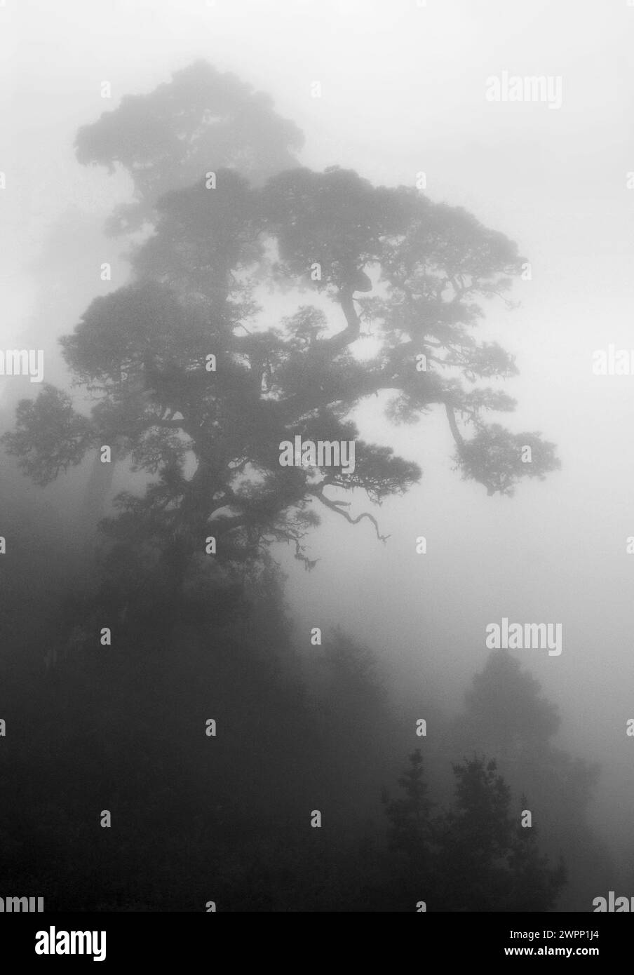 Eine kanarische Kiefer (Pinus canariensis) im Nebel, Wolken, die durch die Passatwinde am Berg entstehen, La Palma, Kanarische Inseln, Spanien Stockfoto