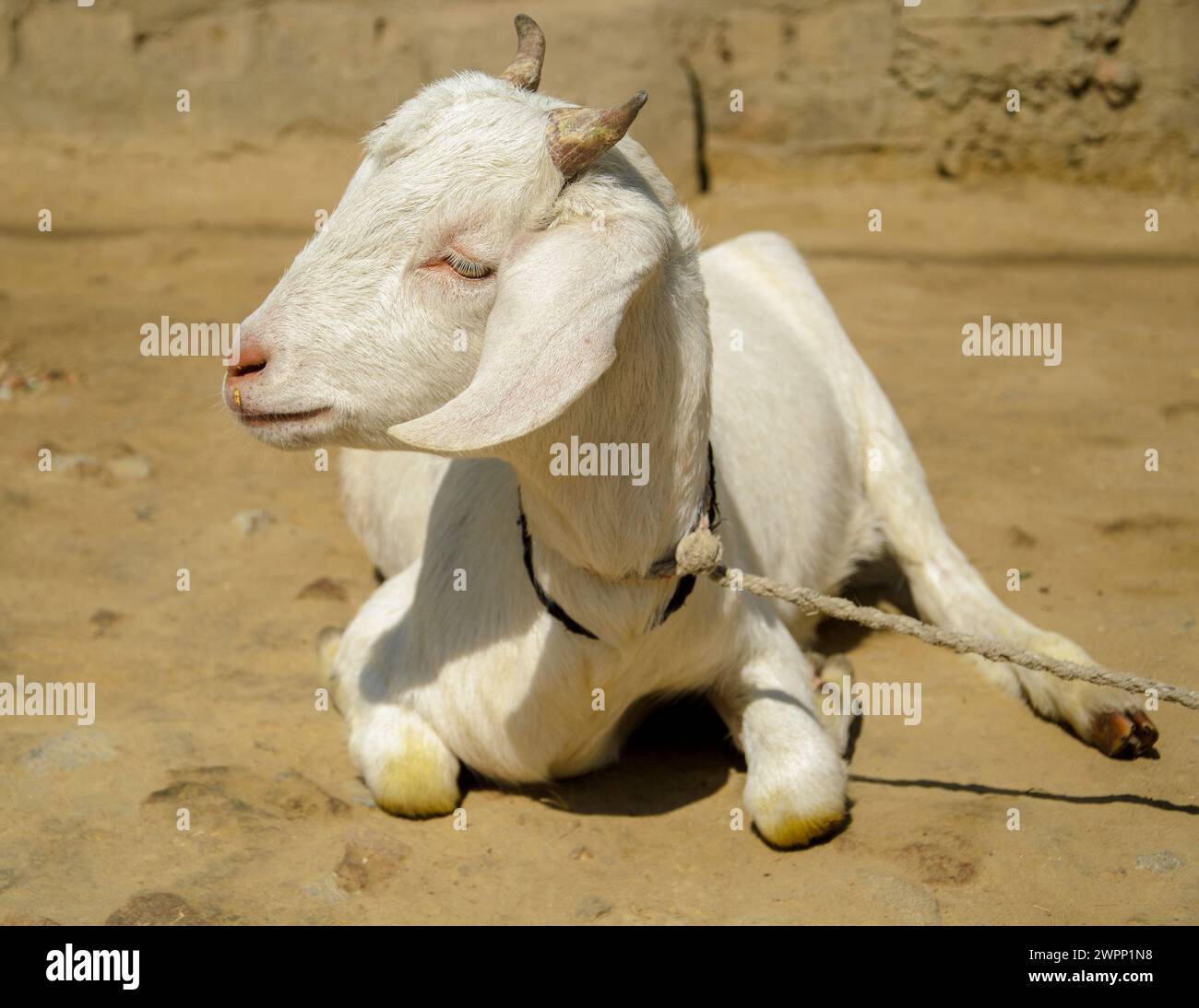 Das ist ein Indianer, den er Ziege, während er sich ausruhte Stockfoto