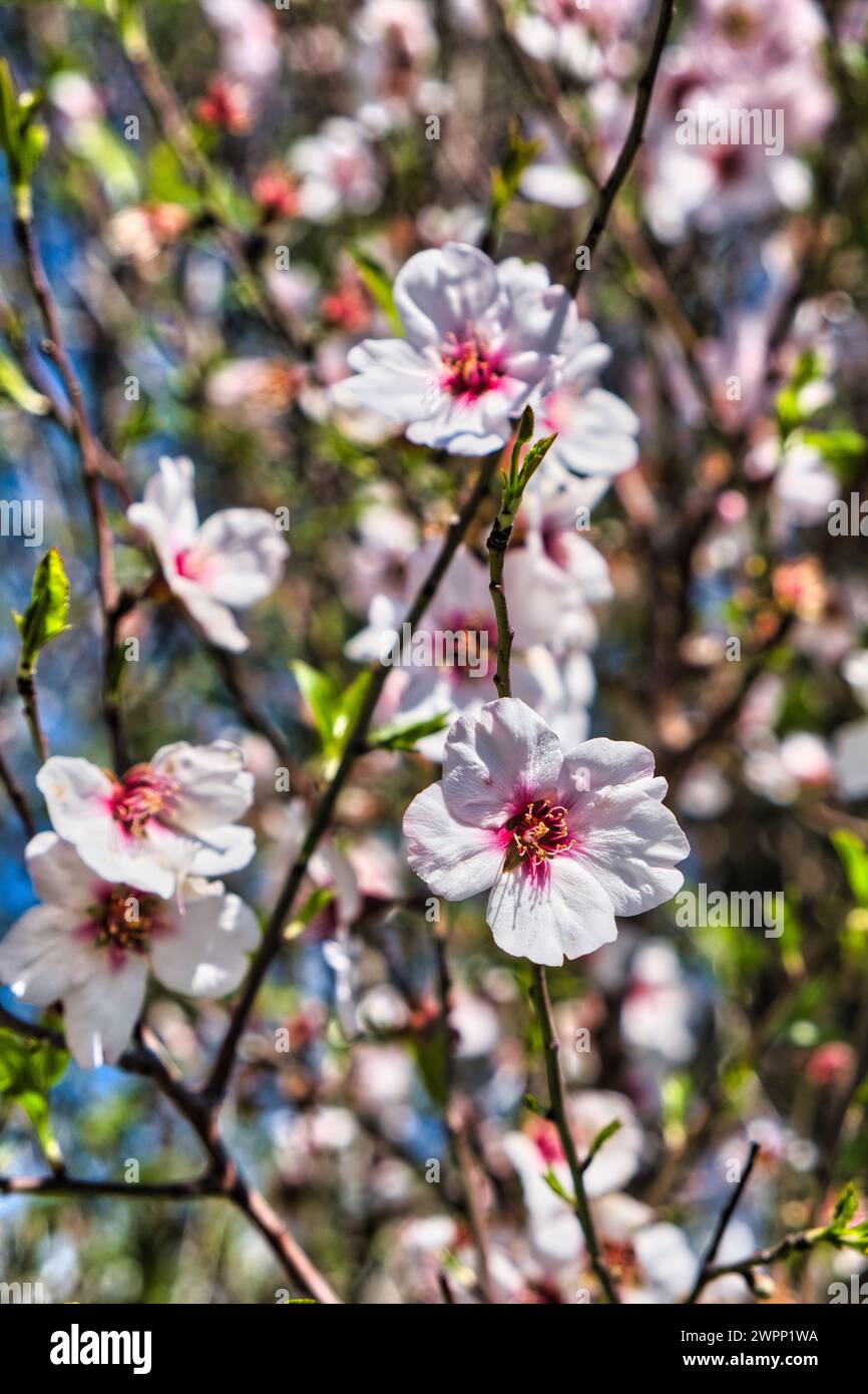 Blüten eines Mandelbaums (Prunus amygdalus, syn. Prunus dulcis) Stockfoto