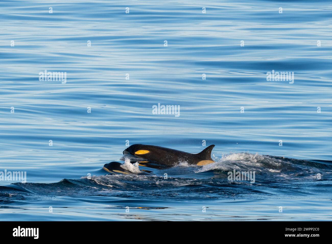 Antarktis, Rossmeer bei Franklin Island. Ross Sea Killerwale, Typ C, Weibchen mit Kalb. Stockfoto