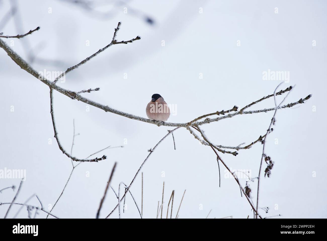 Bullfinch auf einem Ast im Winter Stockfoto
