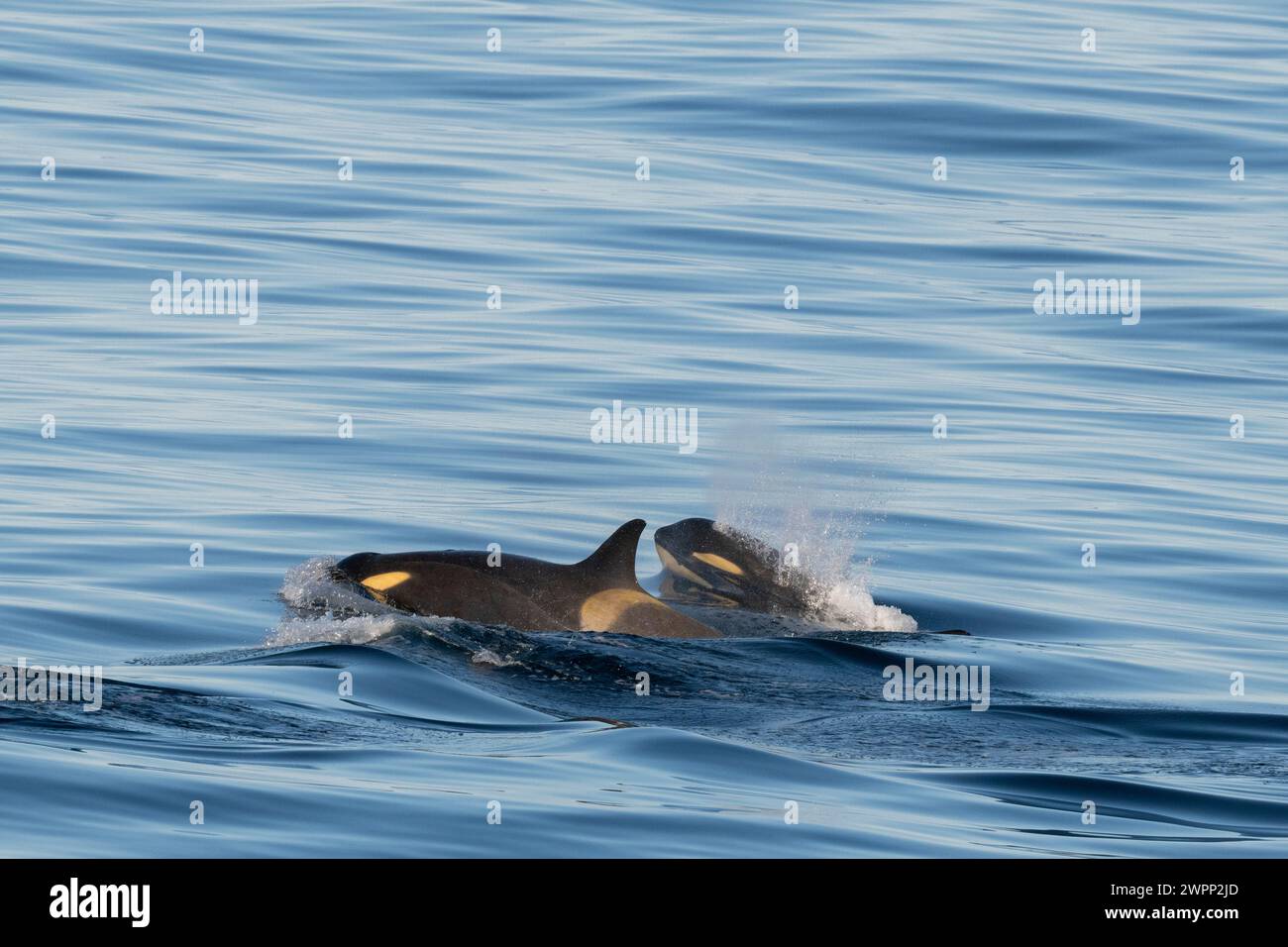 Antarktis, Rossmeer bei Franklin Island. Ross Sea Killerwale, Typ C, Weibchen mit Kalb. Stockfoto