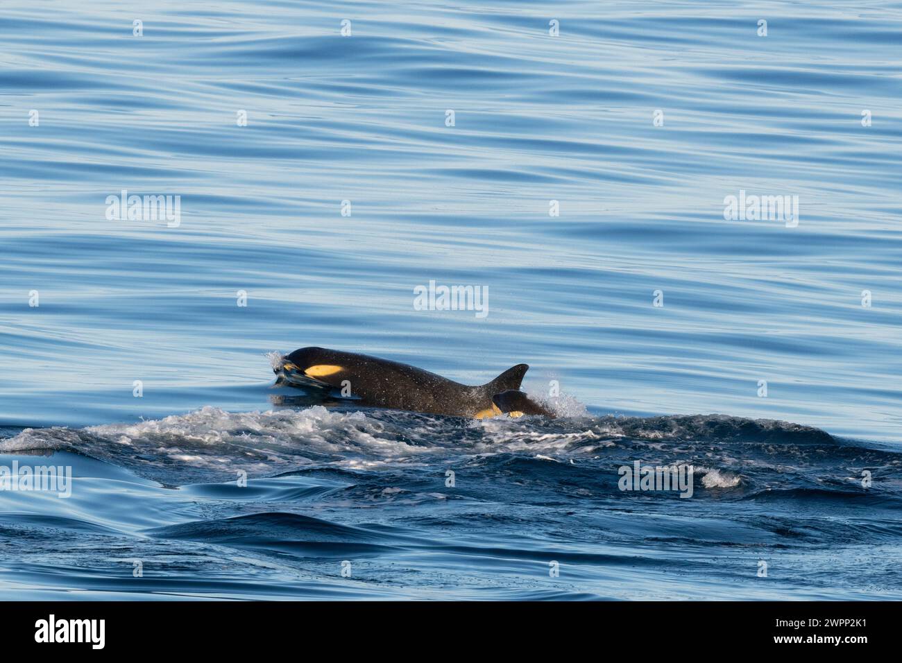 Antarktis, Rossmeer bei Franklin Island. Ross Sea Killerwale, Typ C. weiblich mit Jungkalb. Stockfoto