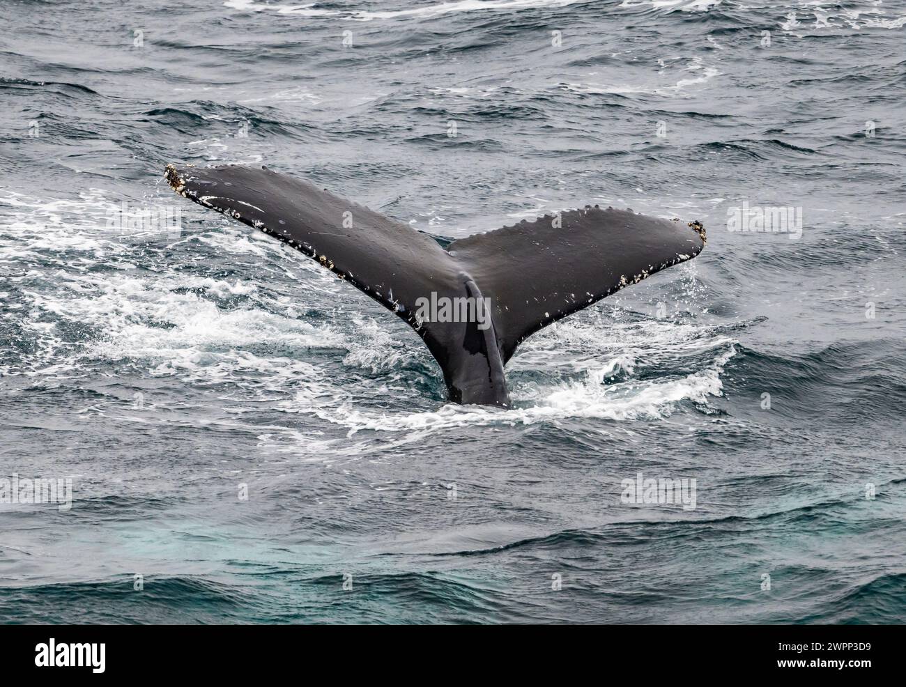 Der Schwanz eines Buckelwals (Megaptera novaeangliae) über der Meeresoberfläche. Antarktis. Stockfoto