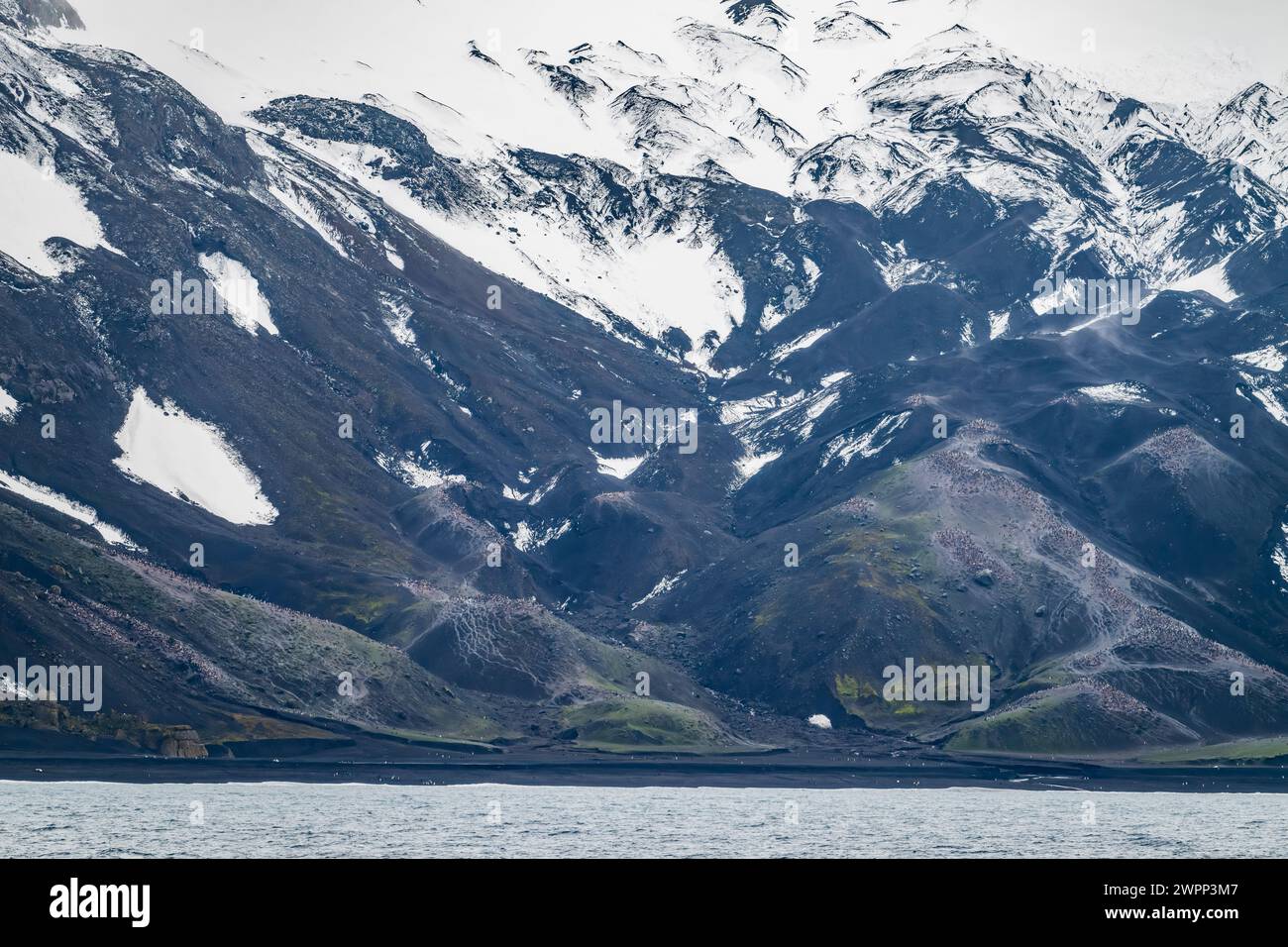Zehntausende Pinguine leben auf den dunklen Vulkanfelsen von Deception Island, Antarktis. Stockfoto