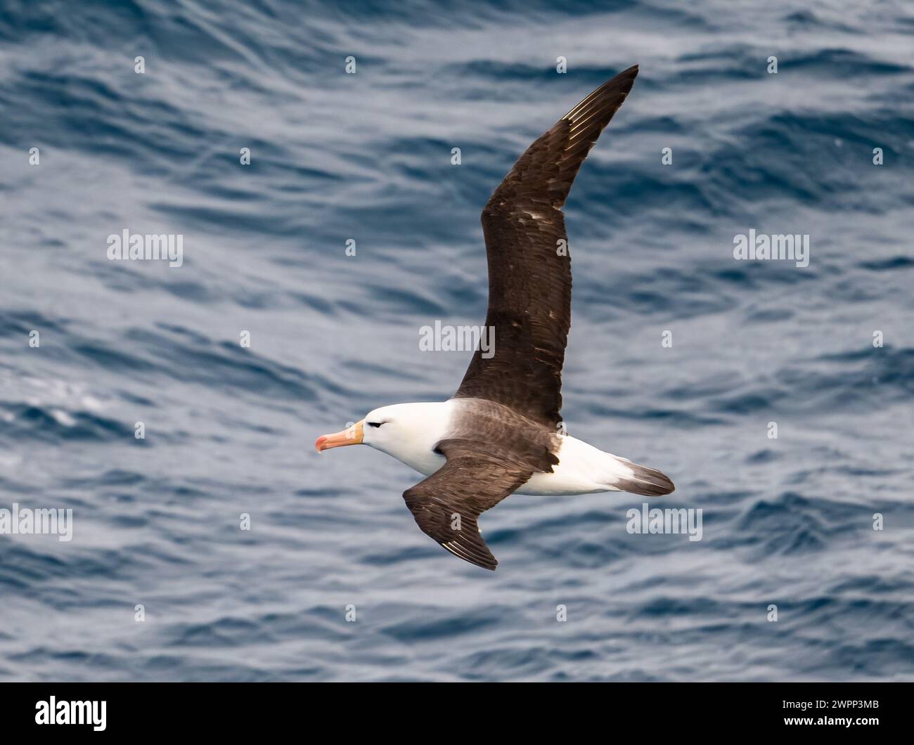 Ein Schwarzbrauenalbatross (Thalassarche melanophris), der über den Ozean fliegt. Antarktis. Stockfoto