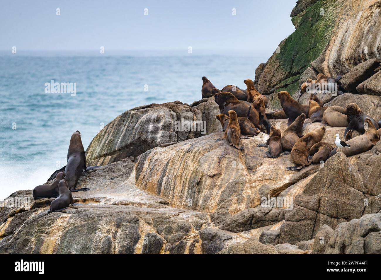 Eine Gruppe südamerikanischer Pelzrobben (Arctocephalus australis) auf Felsvorsprüngen. Chile. Stockfoto