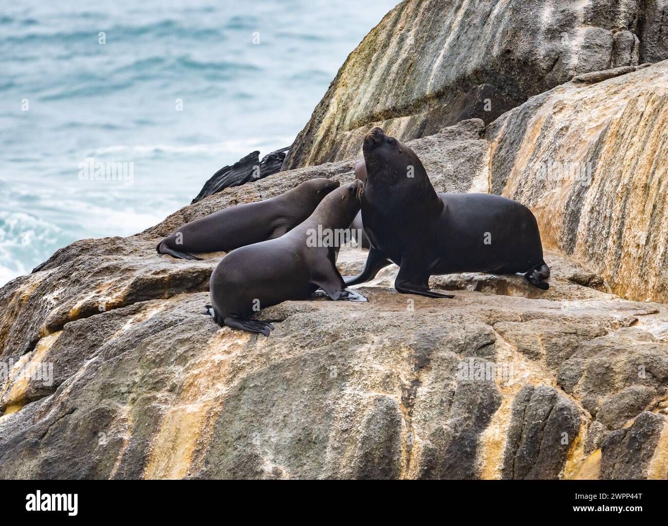 Ein junger südamerikanischer Pelzrobben (Arctocephalus australis), der um Nahrung bettelt. Chile. Stockfoto