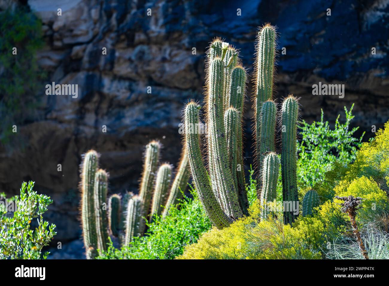 Riesenkaktpflanze (Leucostele chiloensis) in der Trockenregion Zentralchiles. Stockfoto