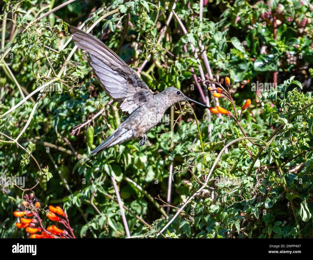 Ein riesiger Kolibri (Patagona gigas), der sich von Blumen ernährt. Chile. Stockfoto