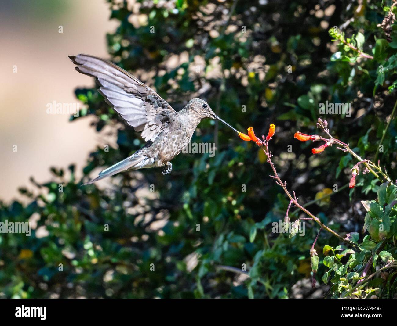 Ein riesiger Kolibri (Patagona gigas), der sich von Blumen ernährt. Chile. Stockfoto