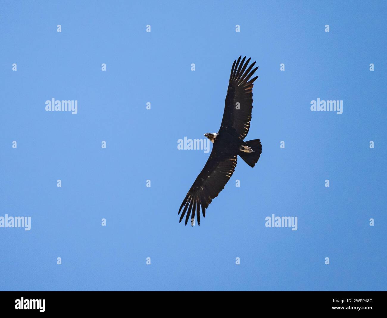 Ein Andenkondor (Vultur gryphus), der in den Himmel steigt. Chile. Stockfoto