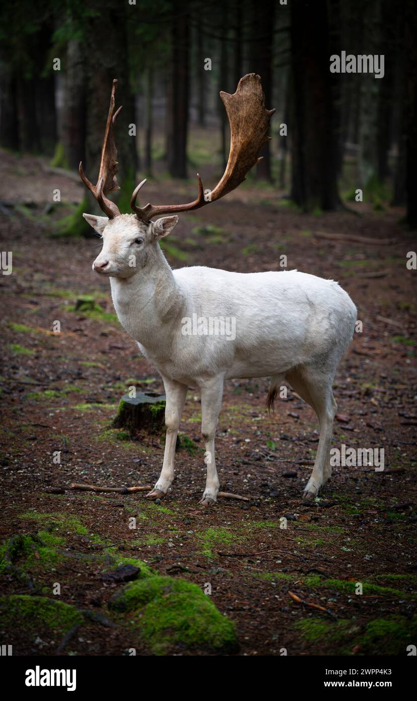 Weißer Hirsch in einem moosbedeckten Wald Stockfoto