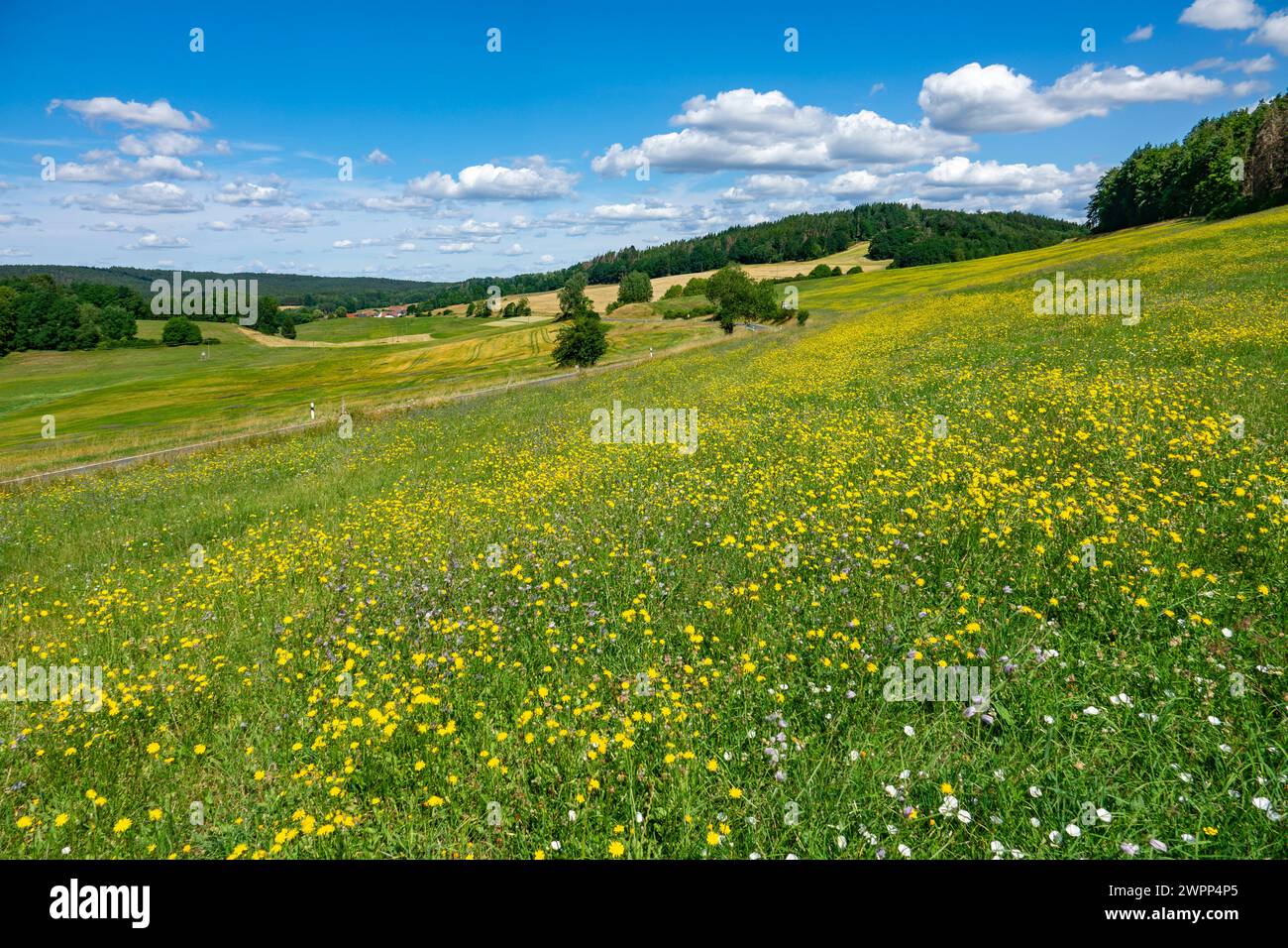 Schalkau, Schaumberger Land, Wiesen in der Nähe des Landkreises Truckendorf, kleinem Pippau Stockfoto
