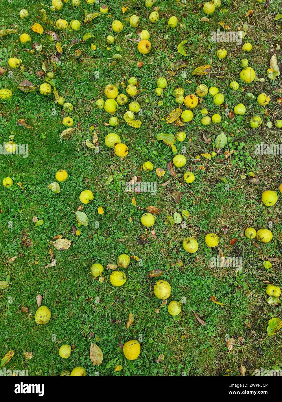 Grüne und gelbe Äpfel liegen auf einem grünen Rasen, Gartenarbeit, Apfelernte, Herbstzeit, Erntezeit, Deutschland Stockfoto