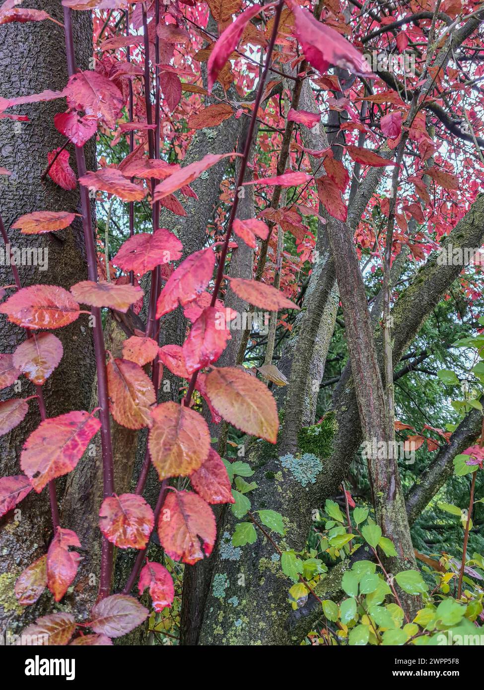 Bunte rötliche Herbstblätter auf den Zweigen eines japanischen Pflaumenbaums am Ende des Oktoberr Stockfoto