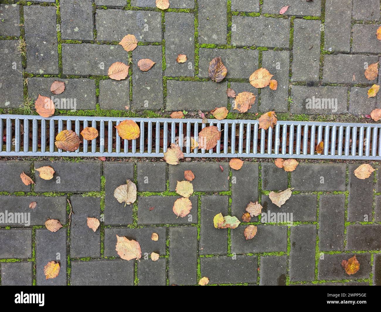 Verschiedene bunte Herbstblätter liegen auf moosbedeckten Fugen der Pflastersteine, Schutzgitter des Regenabflusses verläuft sowohl horizontal als auch im Portraitformat durch die Bildmitte Stockfoto