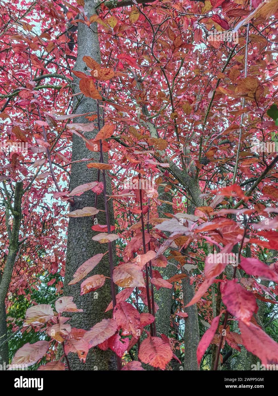 Bunte rötliche Herbstblätter auf den Zweigen eines japanischen Pflaumenbaums am Ende des Oktoberr Stockfoto