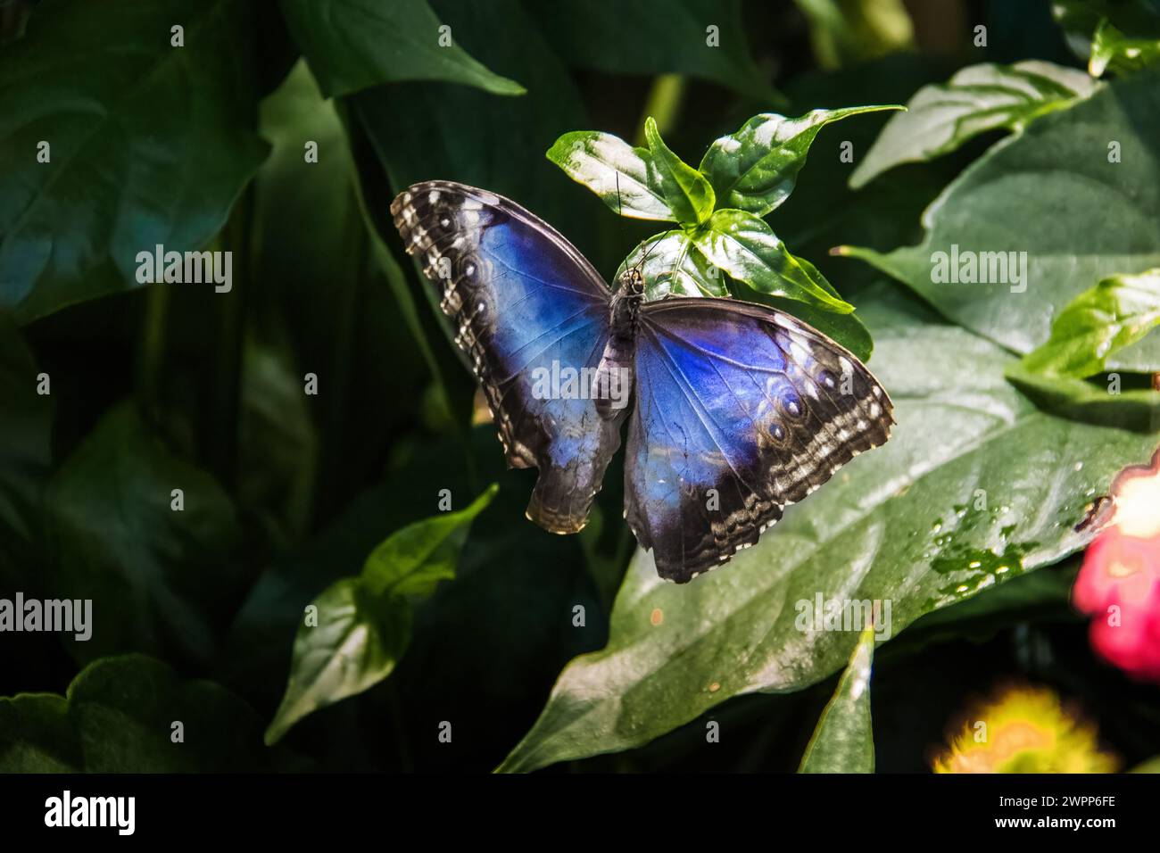 Peleides Blauer Morpho-Schmetterling (Morpho peleides) Stockfoto