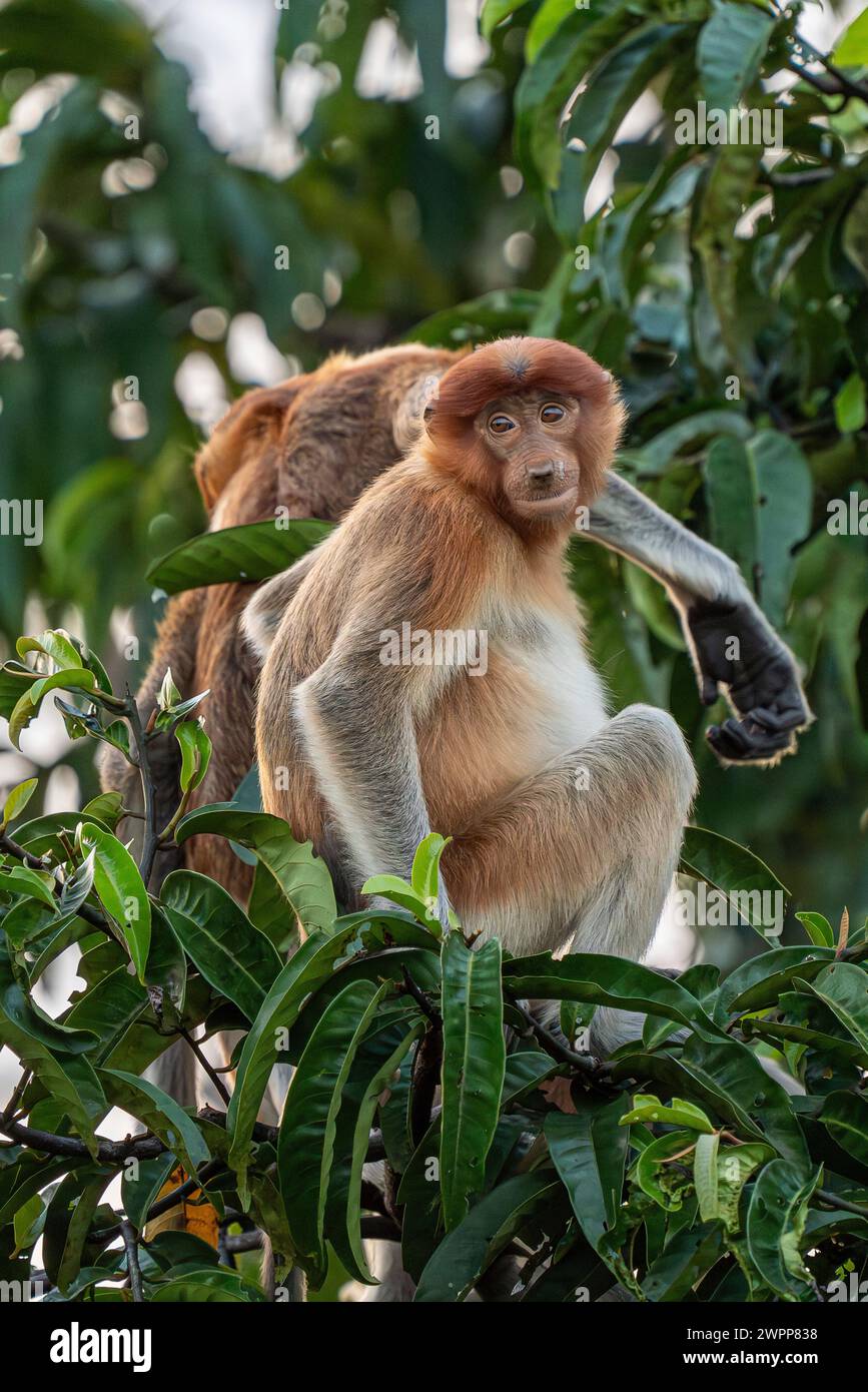 Proboscis Affe im Tanjung Puting Nationalpark in der Nähe von Pankalan Bun, Kalimantan, Indonesien Stockfoto