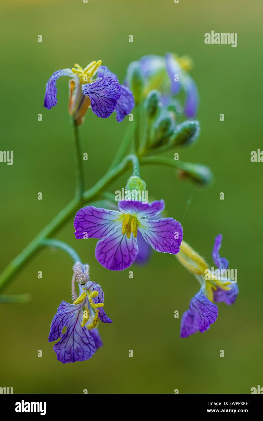 Gartenrettich (Raphanus sativus), Nahaufnahme Stockfoto