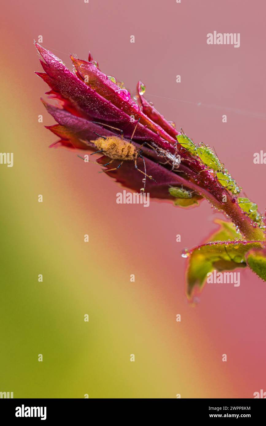 Rosenblätter mit Morgentau, Rosenblattläuse, Nahaufnahme Stockfoto