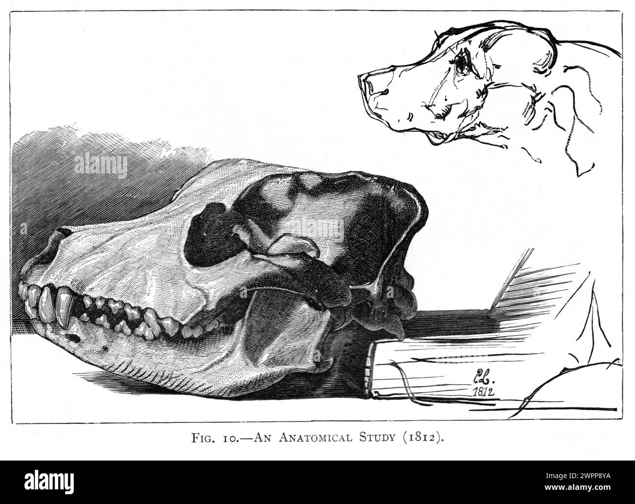 Abb. 10 An Anatomical Study (1812) – Sir Edward Landseer (1802–1873) Stockfoto