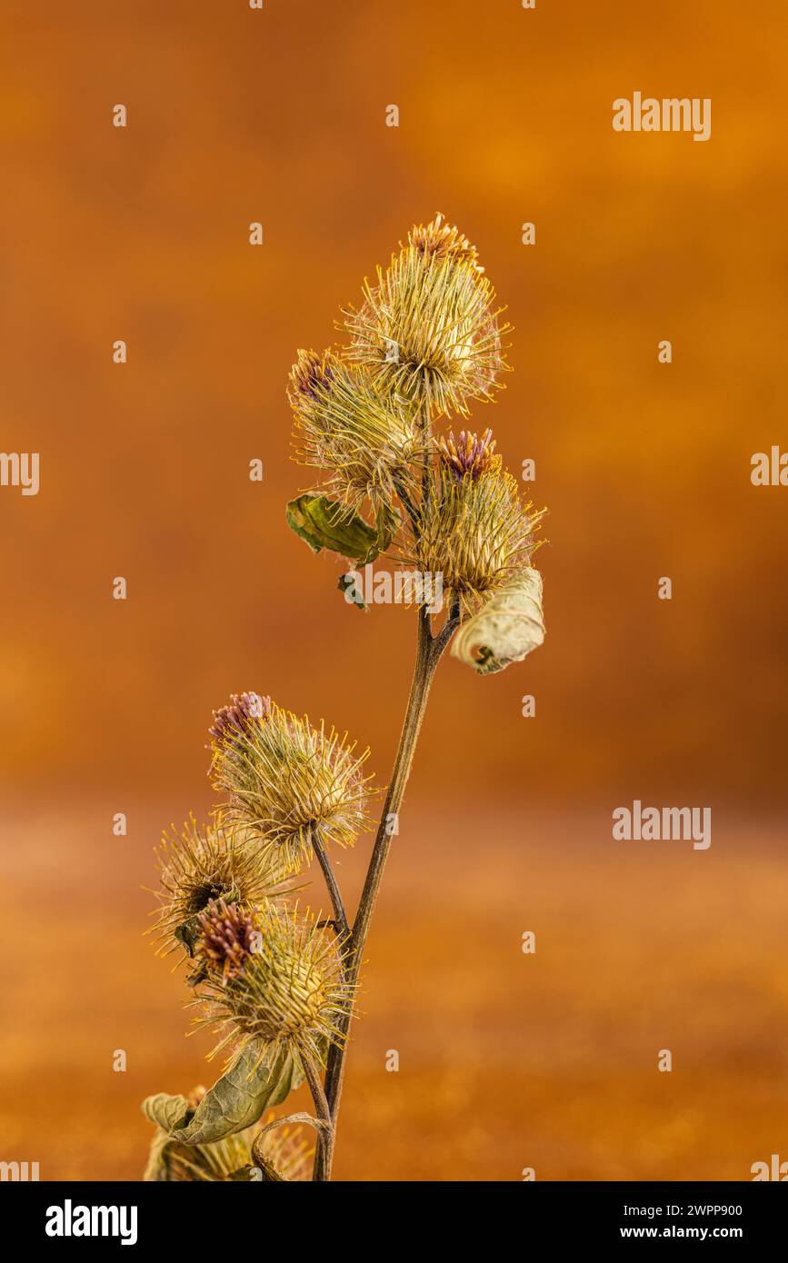 Alten trockene Distel in Herbstfarben Stockfoto