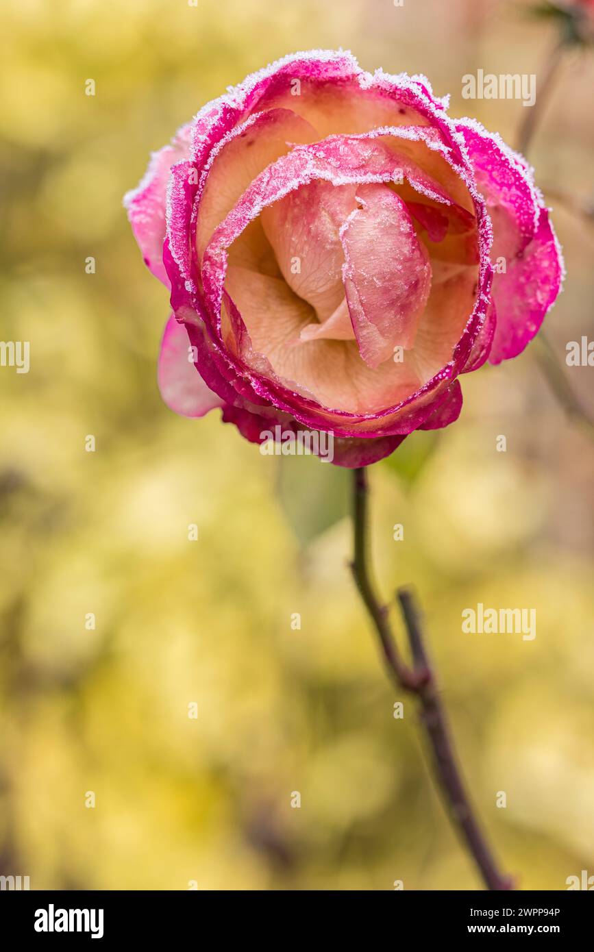 Rosenblüte mit Heiserfrost Stockfoto