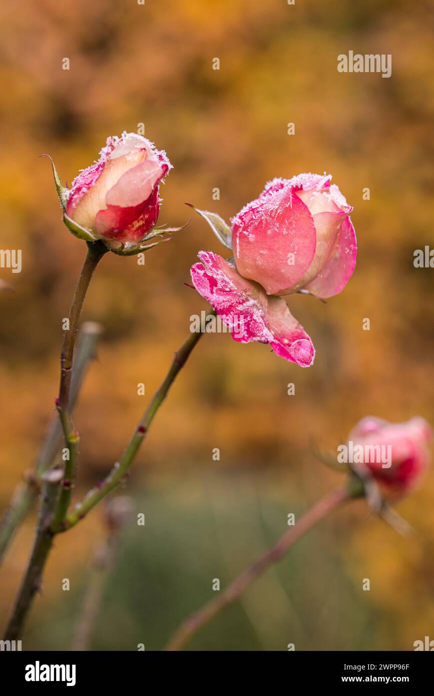 Rosenblüte mit Heiserfrost Stockfoto